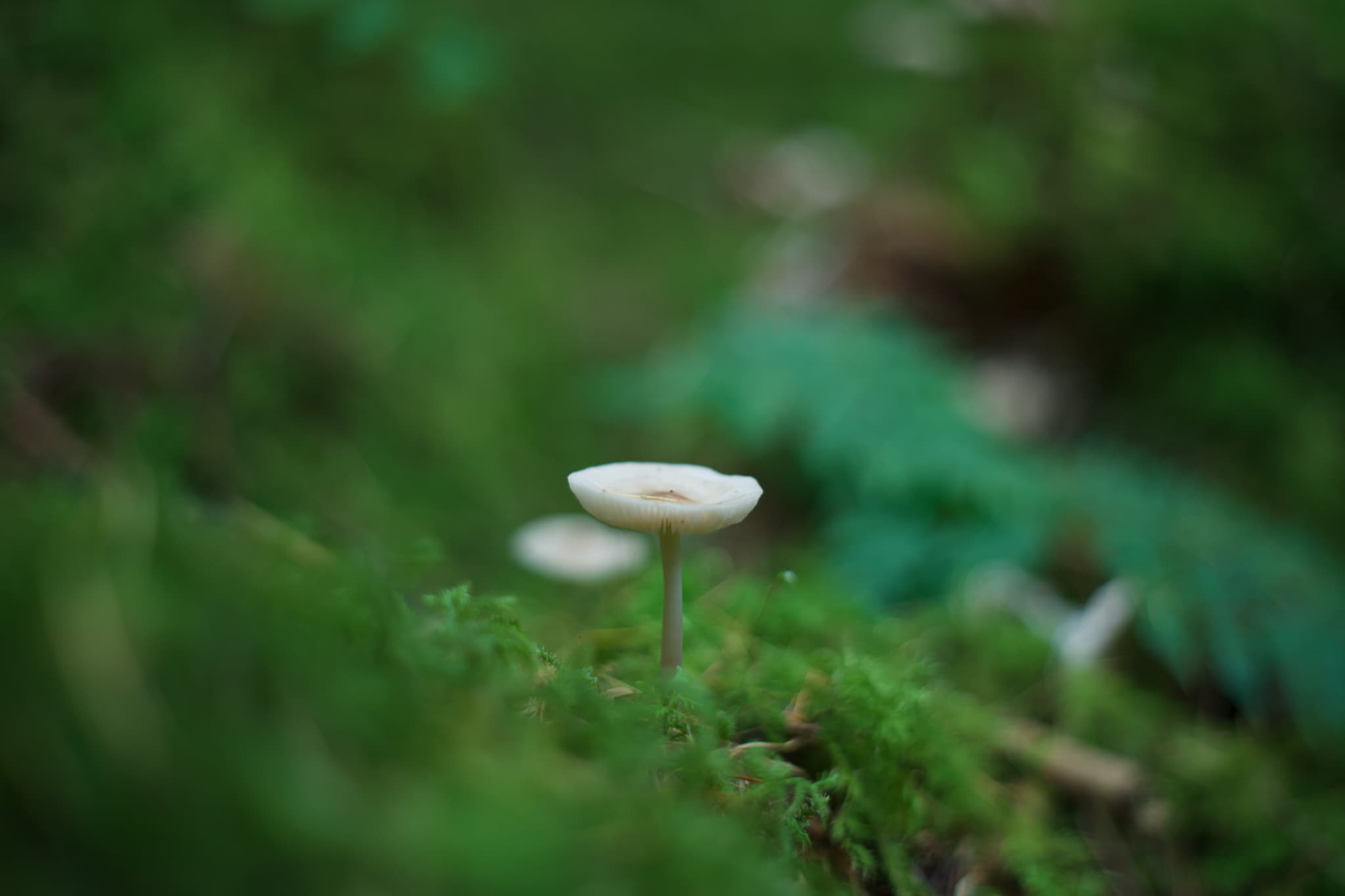 Shroom type shi